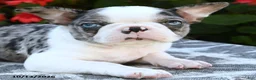 Boston Terrier dogs for sale: Yani - Ad 5