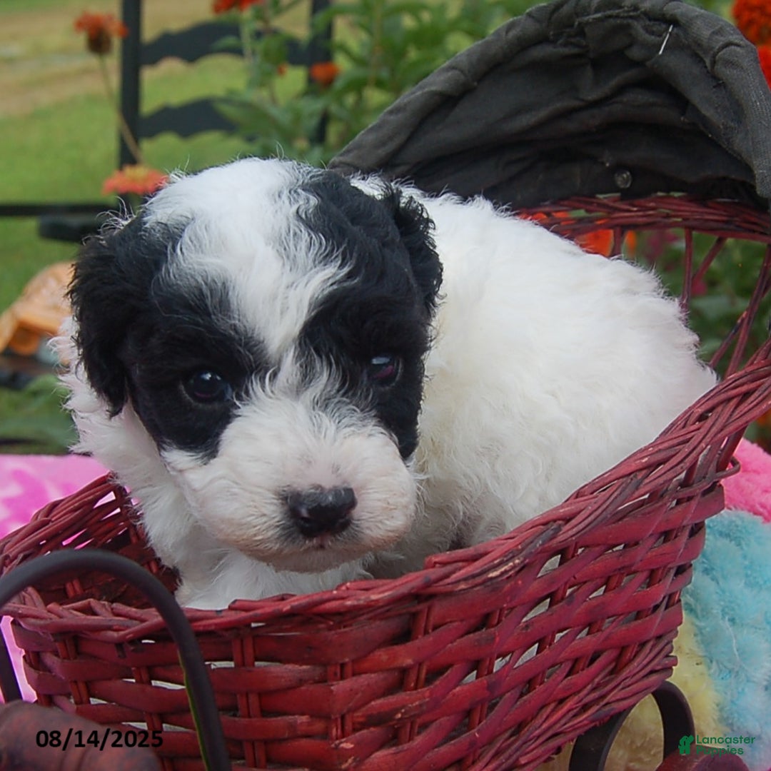 Toy Poodle dogs for sale: Blondie - Ad 7