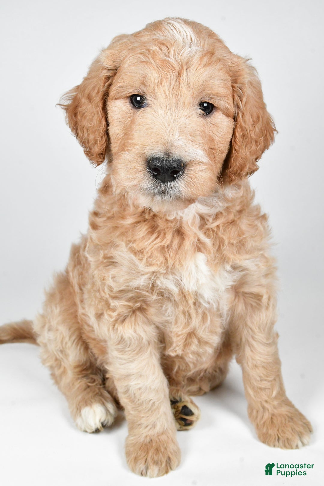 Labradoodle dogs for sale: Newton - Ad 2