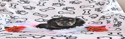 Miniature Dachshund dogs for sale: Kylo - Ad 4