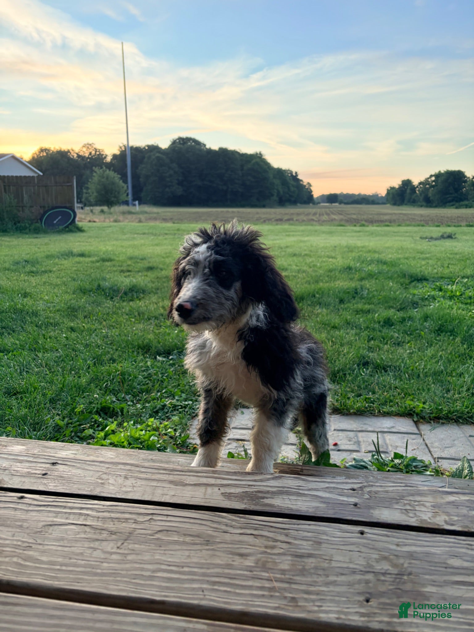 Mixed Breed dogs Boone - Ad 8