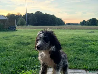 Mixed Breed dogs Boone - Ad 16