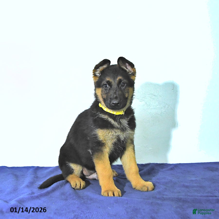 German Shepherd dogs Rusty - Ad 9