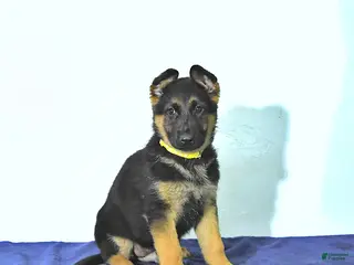 German Shepherd dogs Rusty - Ad 27