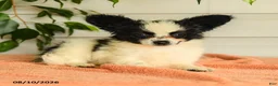 Papillon dogs for sale: Ralph - Ad 4