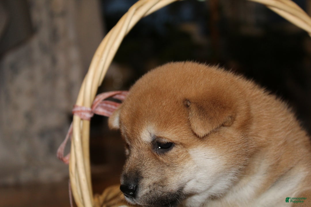 Shiba Inu dogs for sale: Tanner - Ad 4