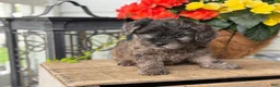 Mixed Breed dogs for sale: Quincey - Ad 8