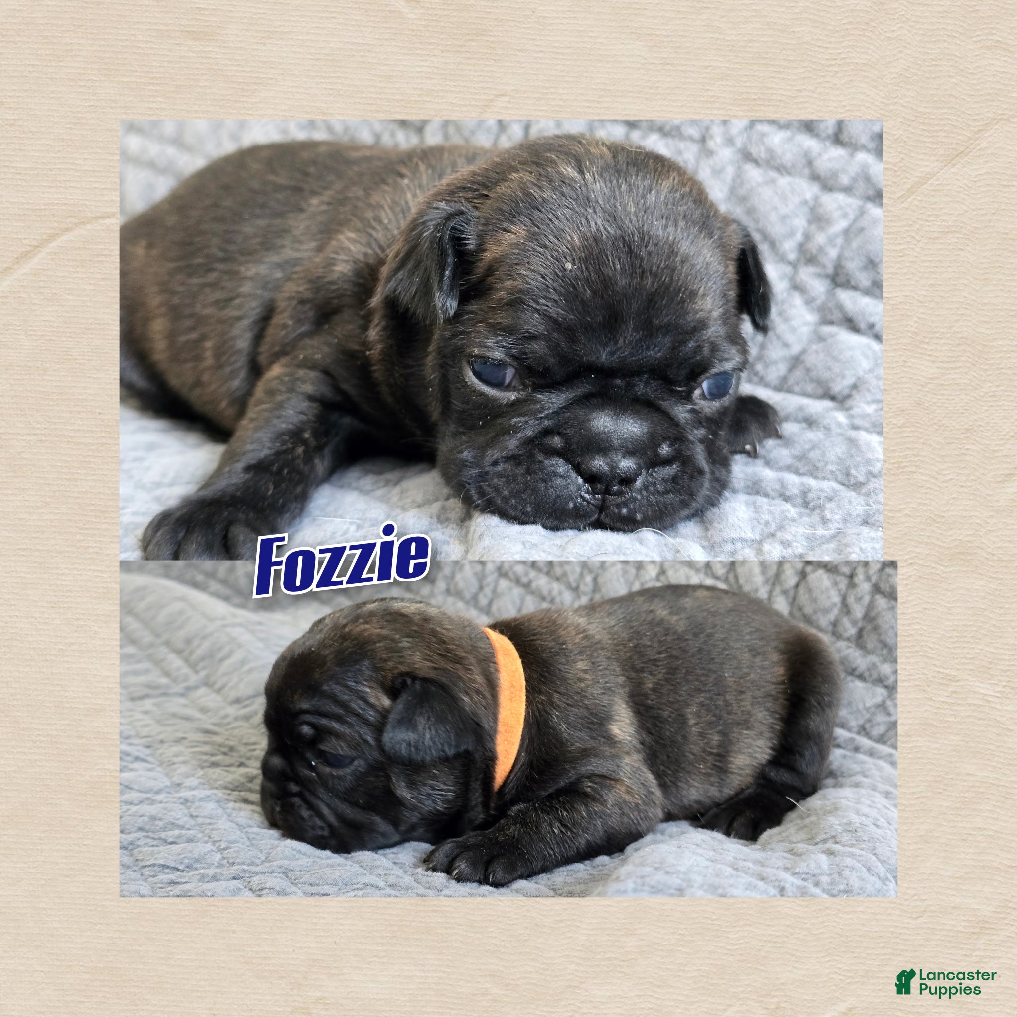 Frenchton dogs Fozzie - Ad 42