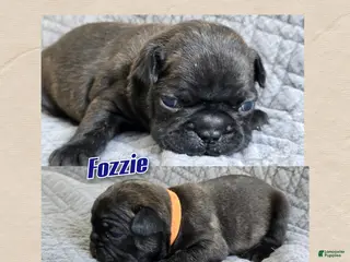 Frenchton dogs Fozzie - Ad 42