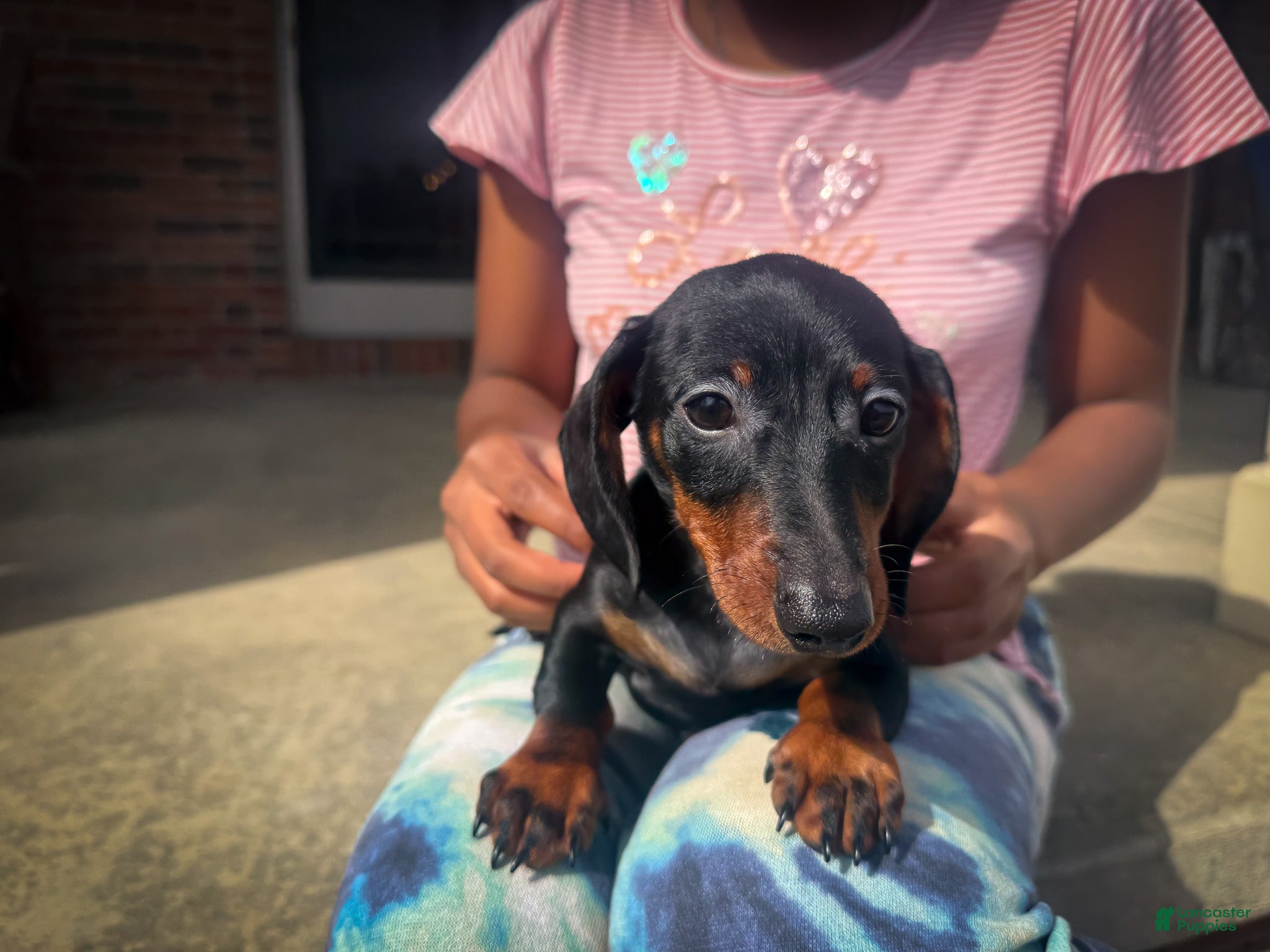 Miniature Dachshund dogs Gus - Ad 2