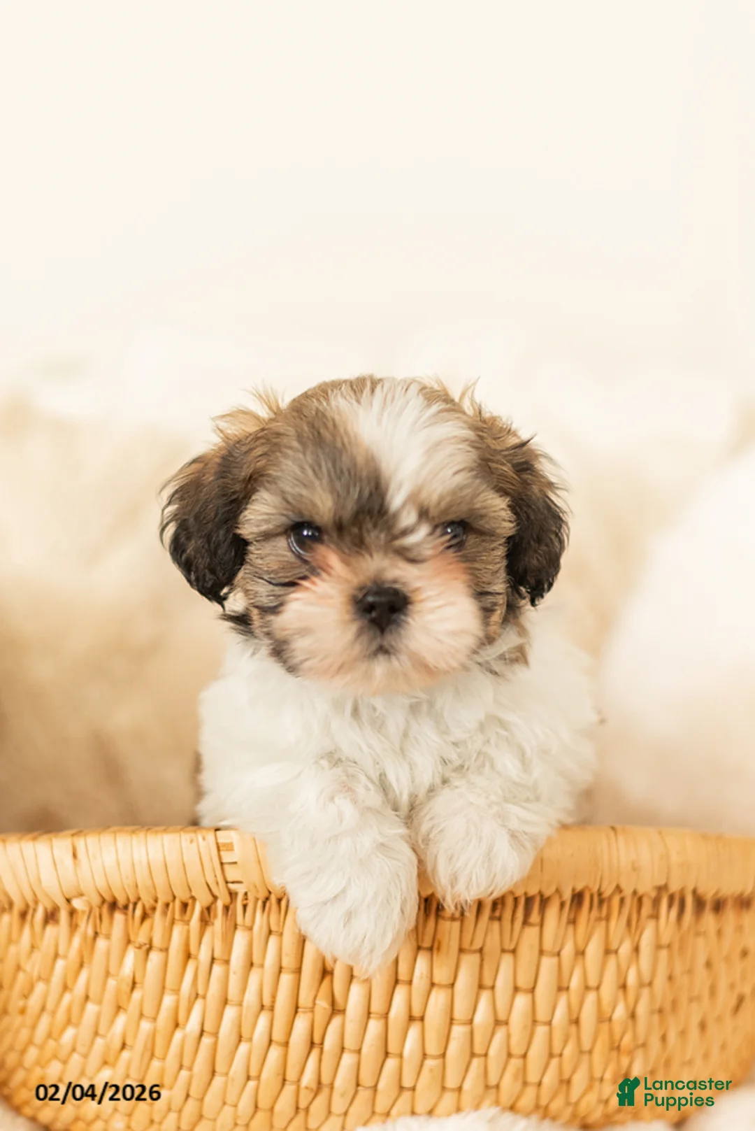 Teddy Bear dogs for sale: Ryan - Ad 1