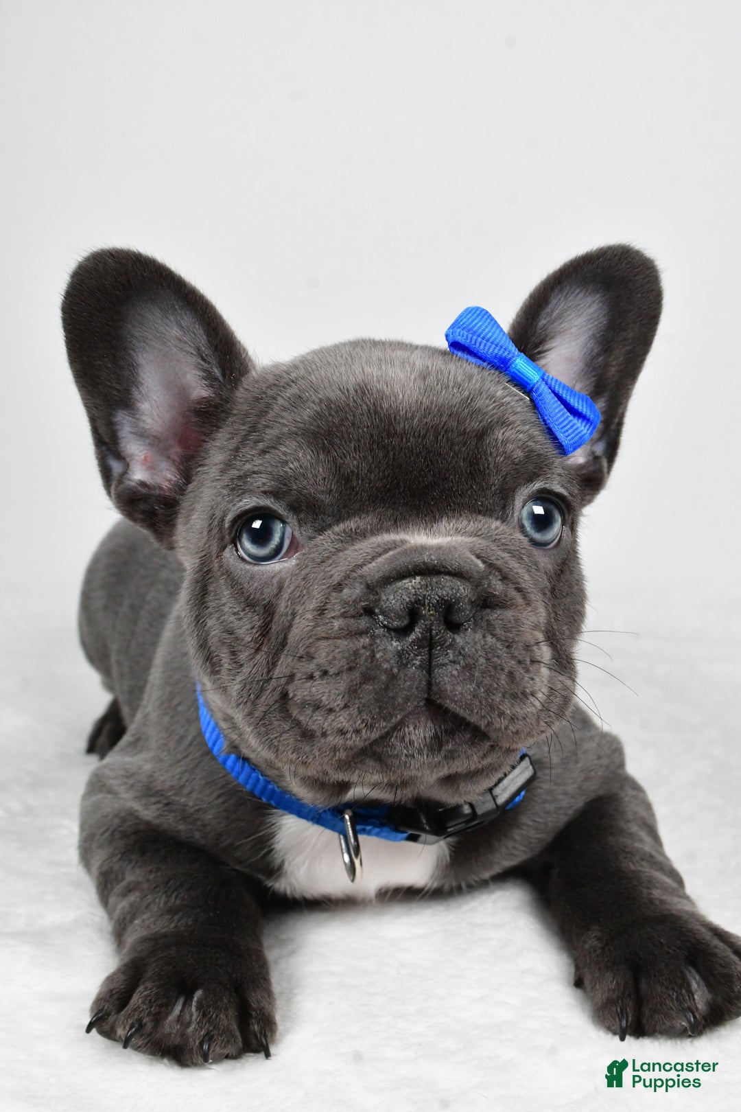 French Bulldog dogs for sale: AJ - Ad 4