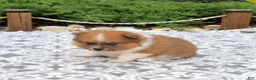 Pomeranian dogs for sale: Rubble  - Ad 6