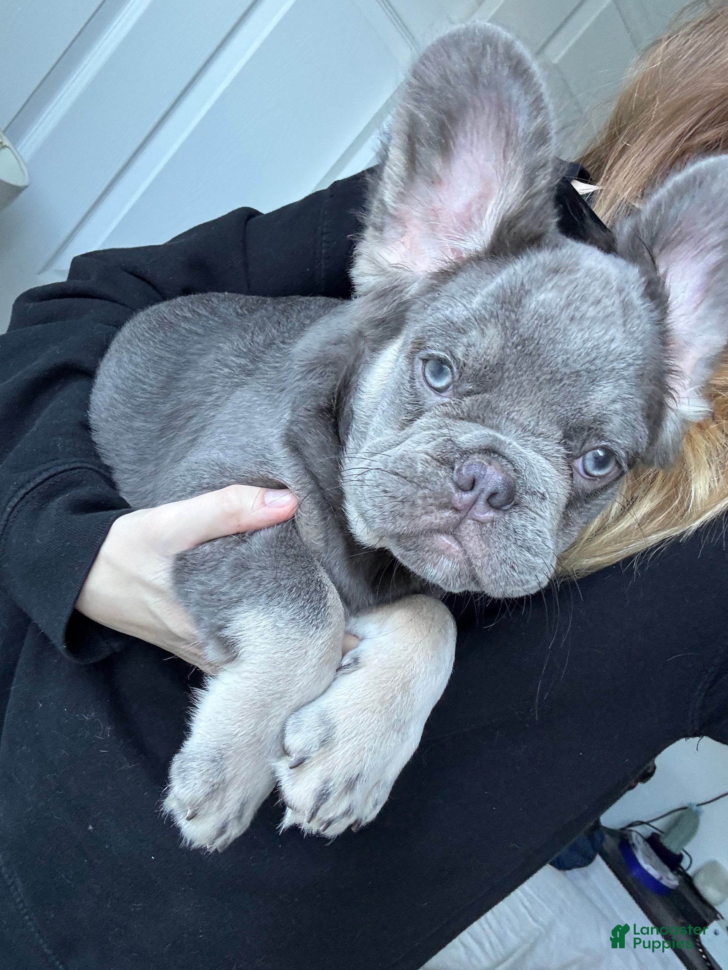 French Bulldog dogs Lilac tan fluffy french bulldog  - Ad 3