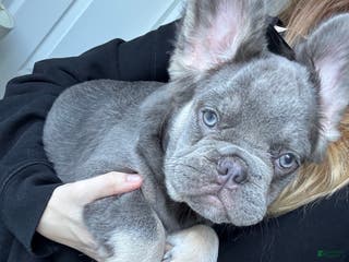 French Bulldog dogs Lilac tan fluffy french bulldog - Ad 34
