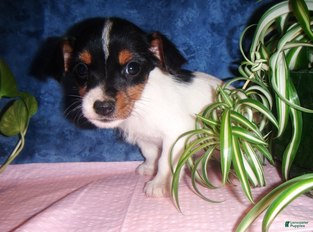 Jack Russell Terrier dogs for sale: Bubbles - Ad 2
