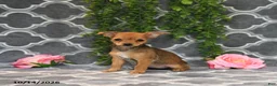 Chorkie dogs for sale: Kara - Ad 5