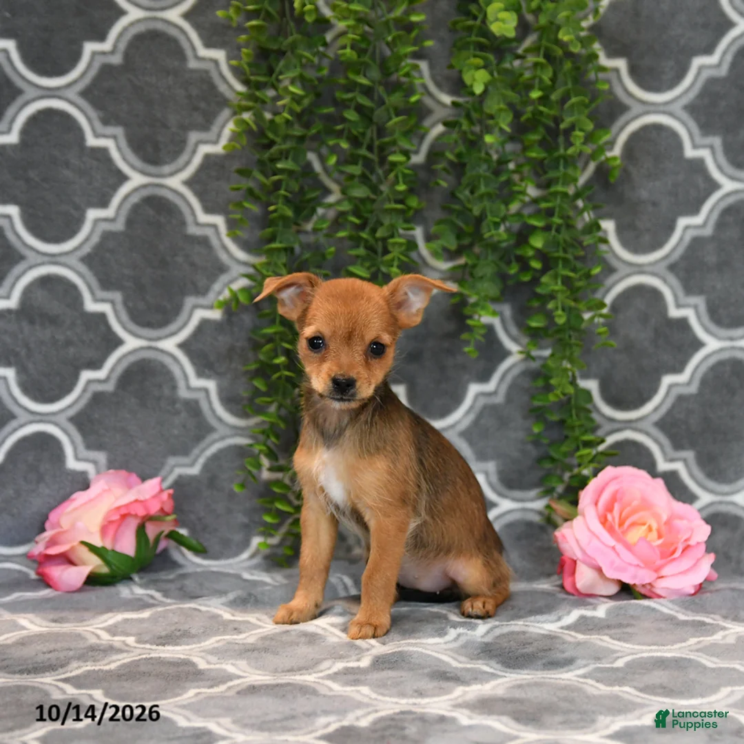 Chorkie dogs for sale: Kara - Ad 5