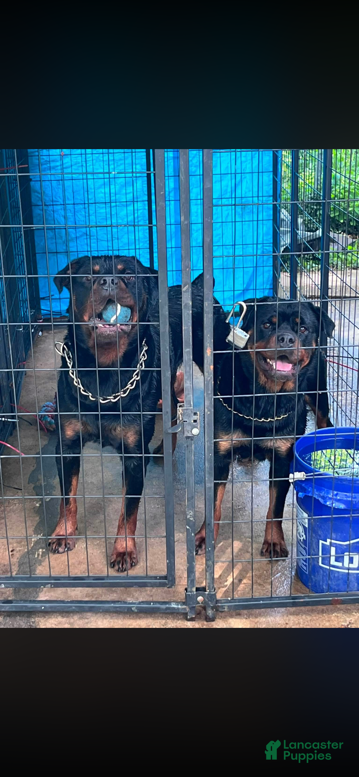Rottweiler dogs Rottweiler 5 - Ad 22