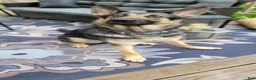 German Shepherd dogs for sale: German Shepherd 1 - Ad 1