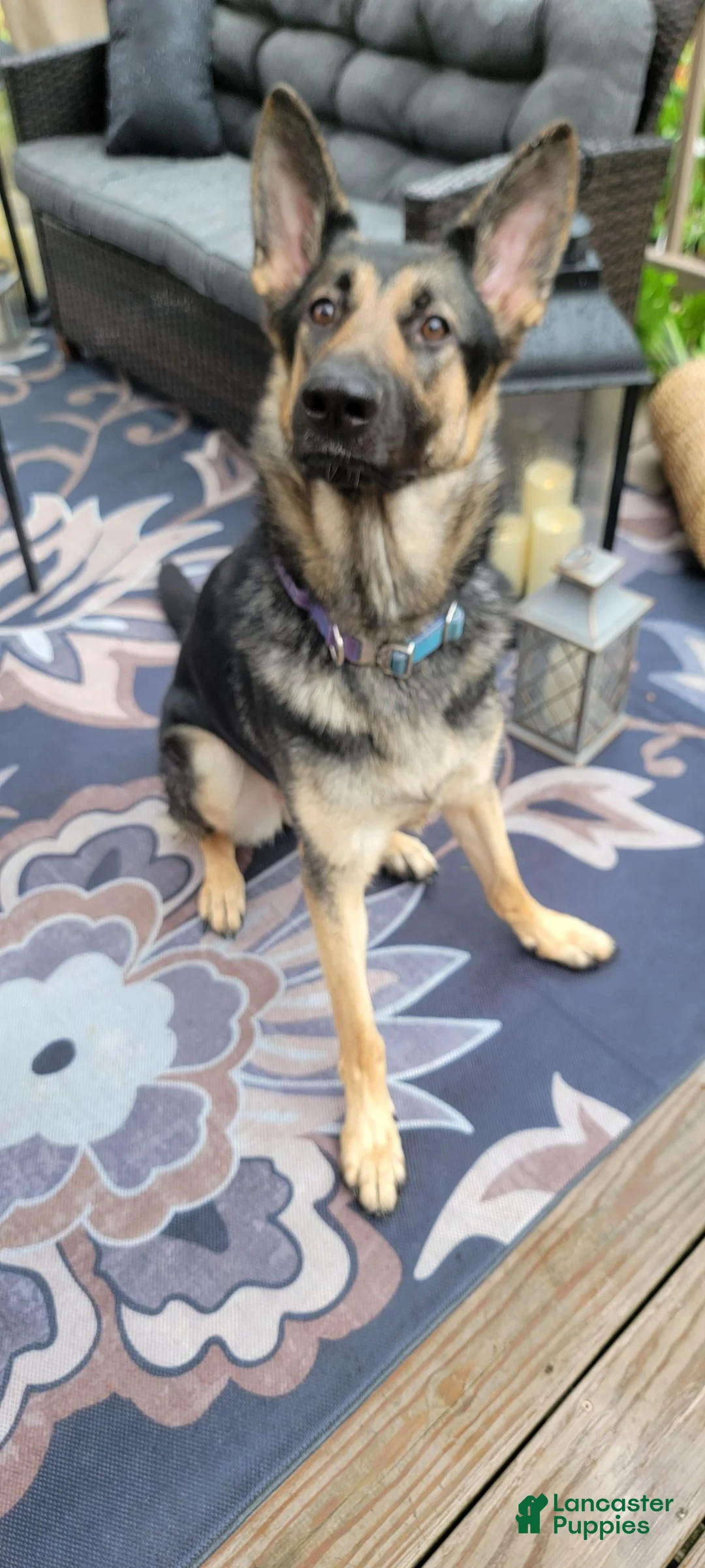 German Shepherd dogs for sale: German Shepherd 1 - Ad 1