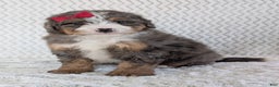 Mini Bernedoodle dogs for sale: Mini Wyatt  - Ad 3