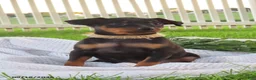 Miniature Pinscher dogs for sale: Bubbles - Ad 2