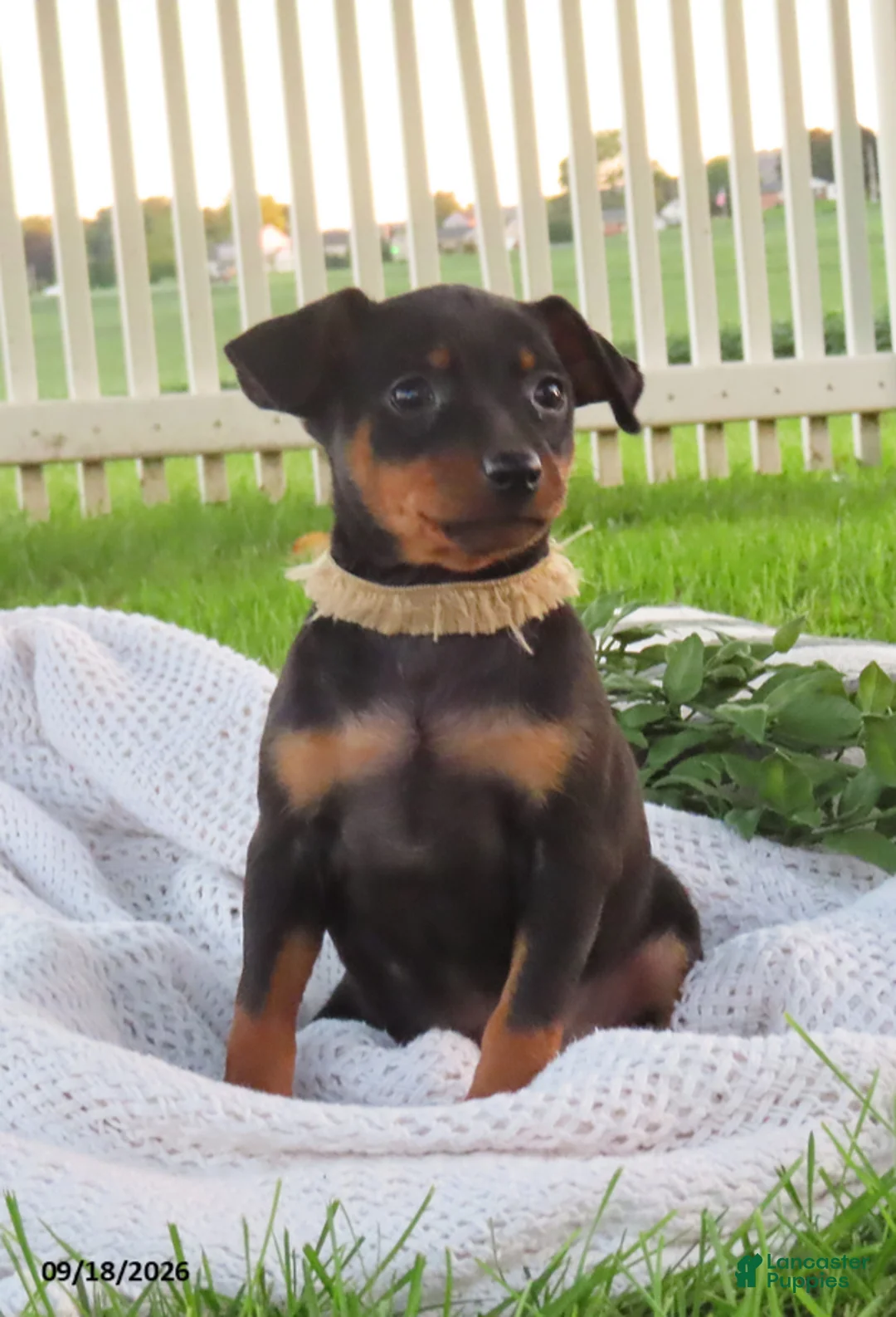 Miniature Pinscher dogs for sale: Bubbles - Ad 2