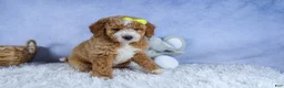 Mini Goldendoodle dogs for sale: 🐾 Meet Nova – F2B Mini Goldendoodle Puppy 🐾 - Ad 11
