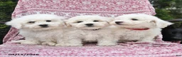 Bichon Frise dogs for sale: Nina - Ad 3
