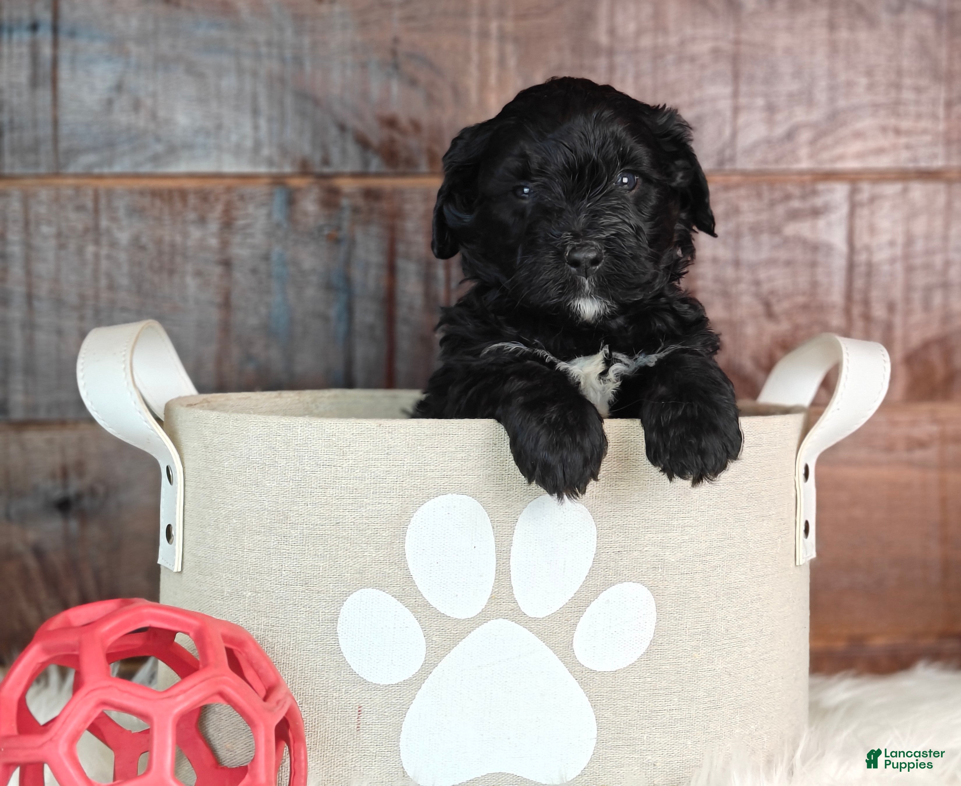Bernedoodle dogs Fudge  - Ad 1