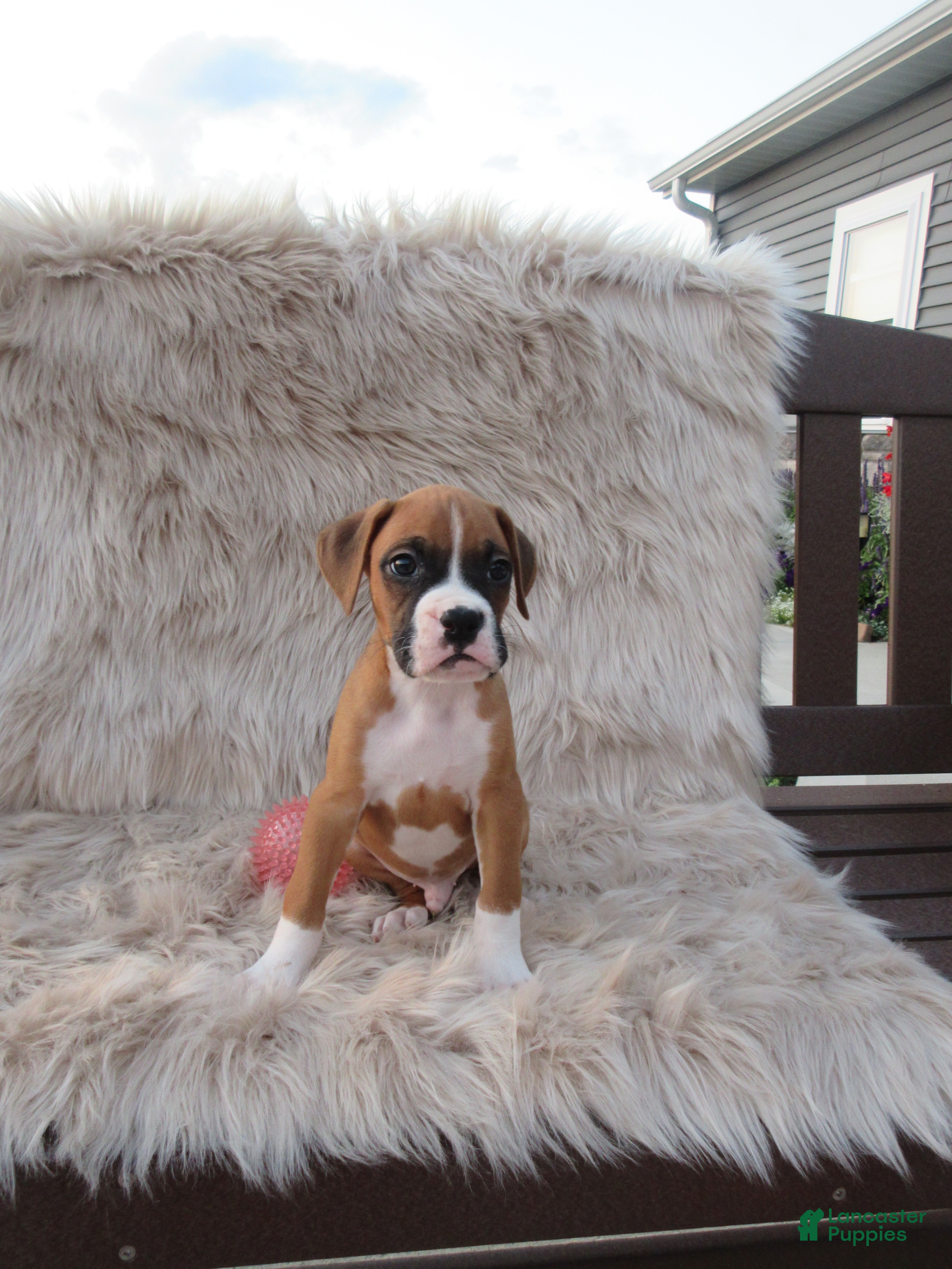 Boxer dogs Bozo - Ad 2