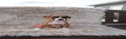 Boxer dogs for sale: Bozo - Ad 2
