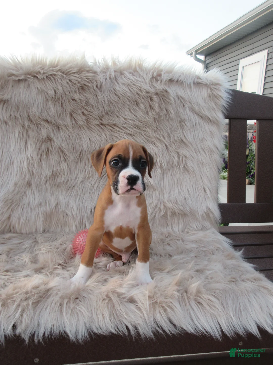 Boxer dogs for sale: Bozo - Ad 2