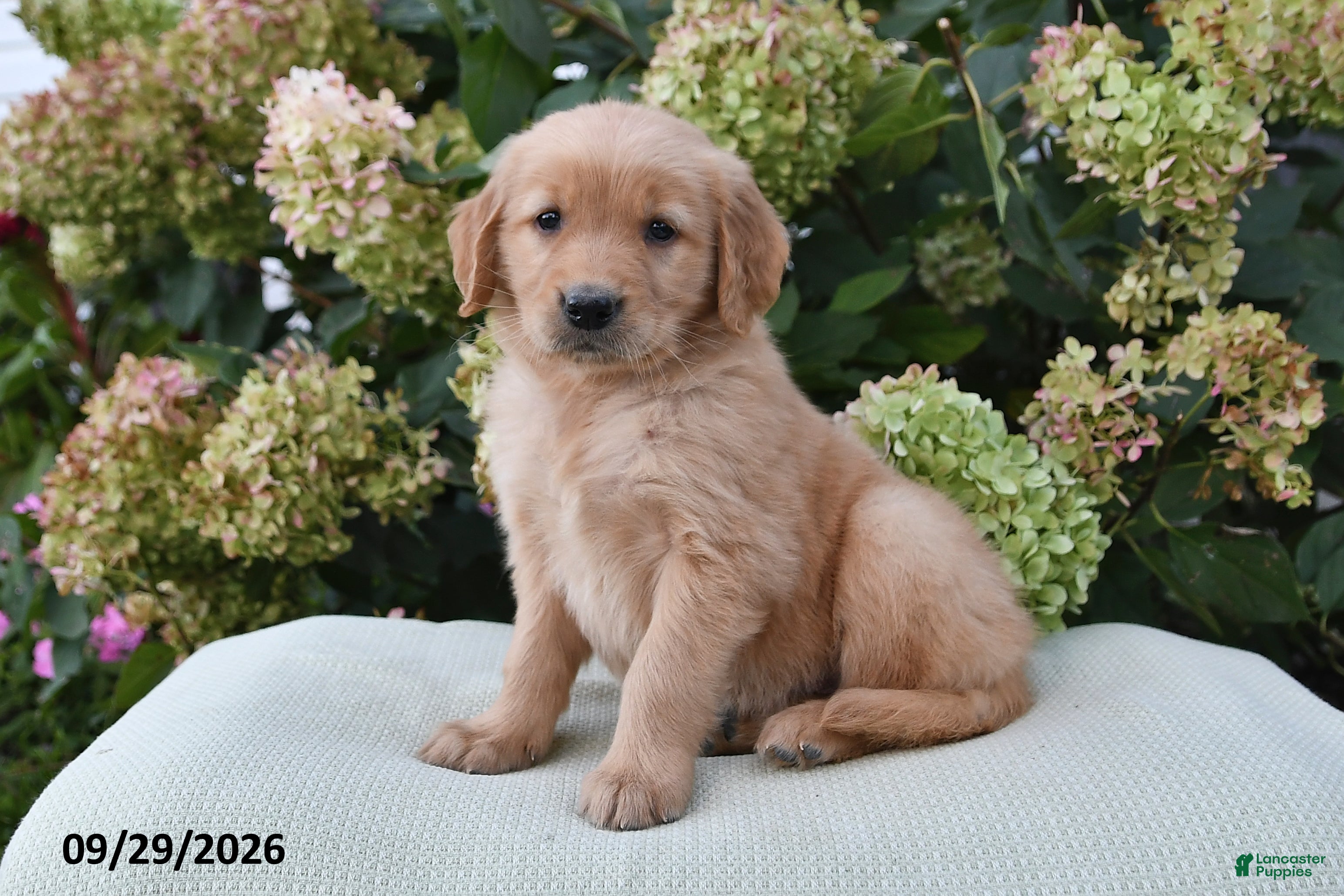 Golden Retriever dogs Ava - Ad 2
