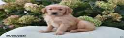 Golden Retriever dogs for sale: Ava - Ad 2