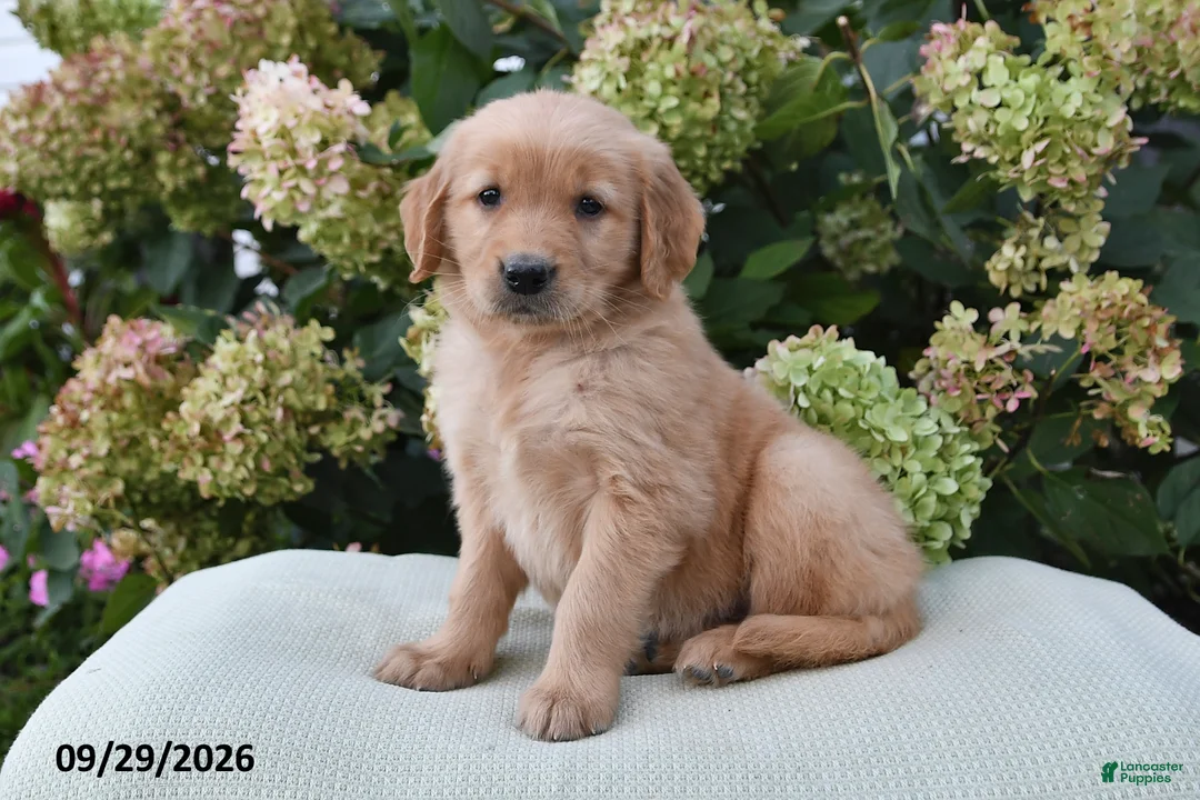 Golden Retriever dogs for sale: Ava - Ad 2