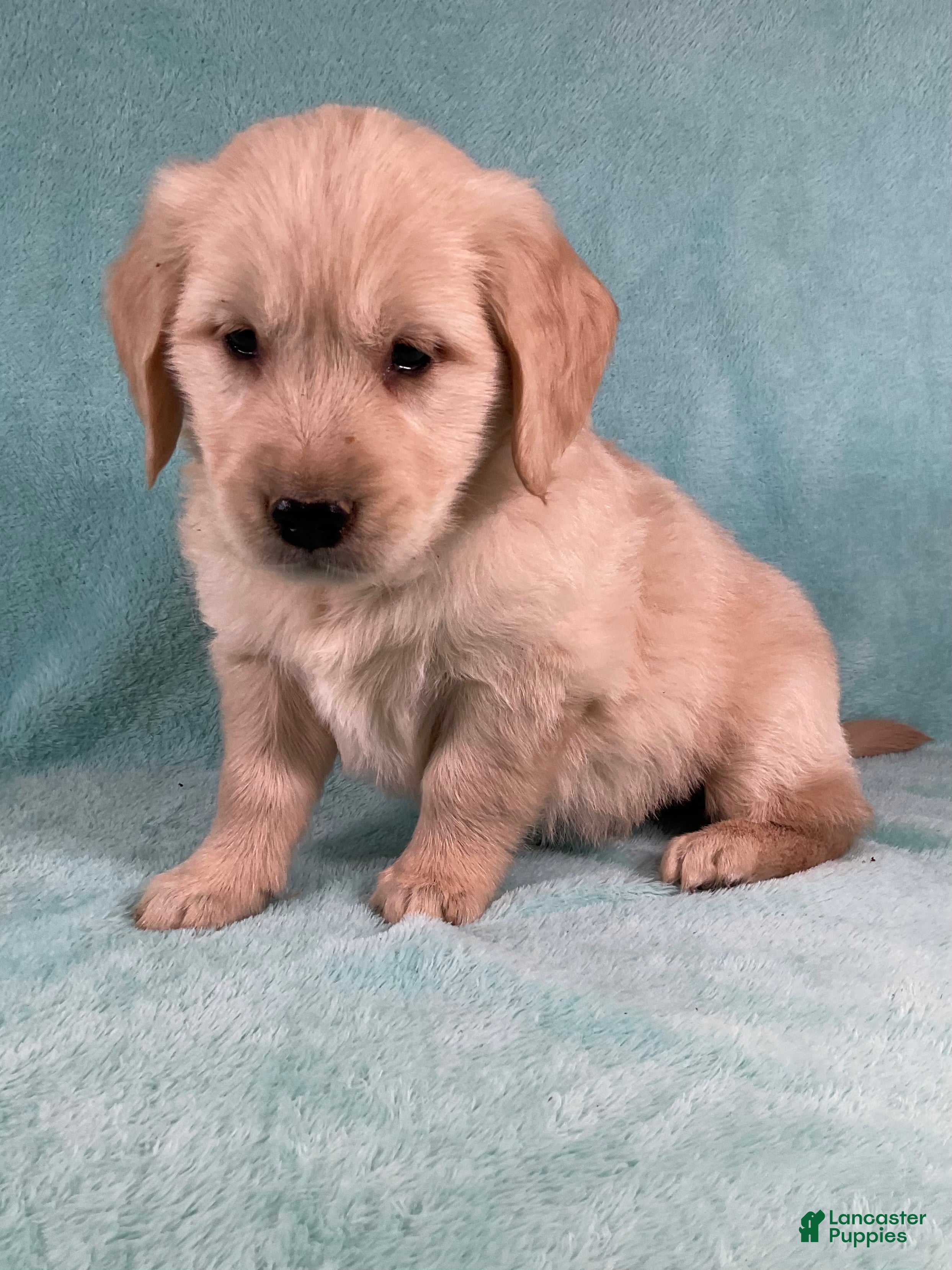 Golden Retriever dogs Tucker - Ad 2