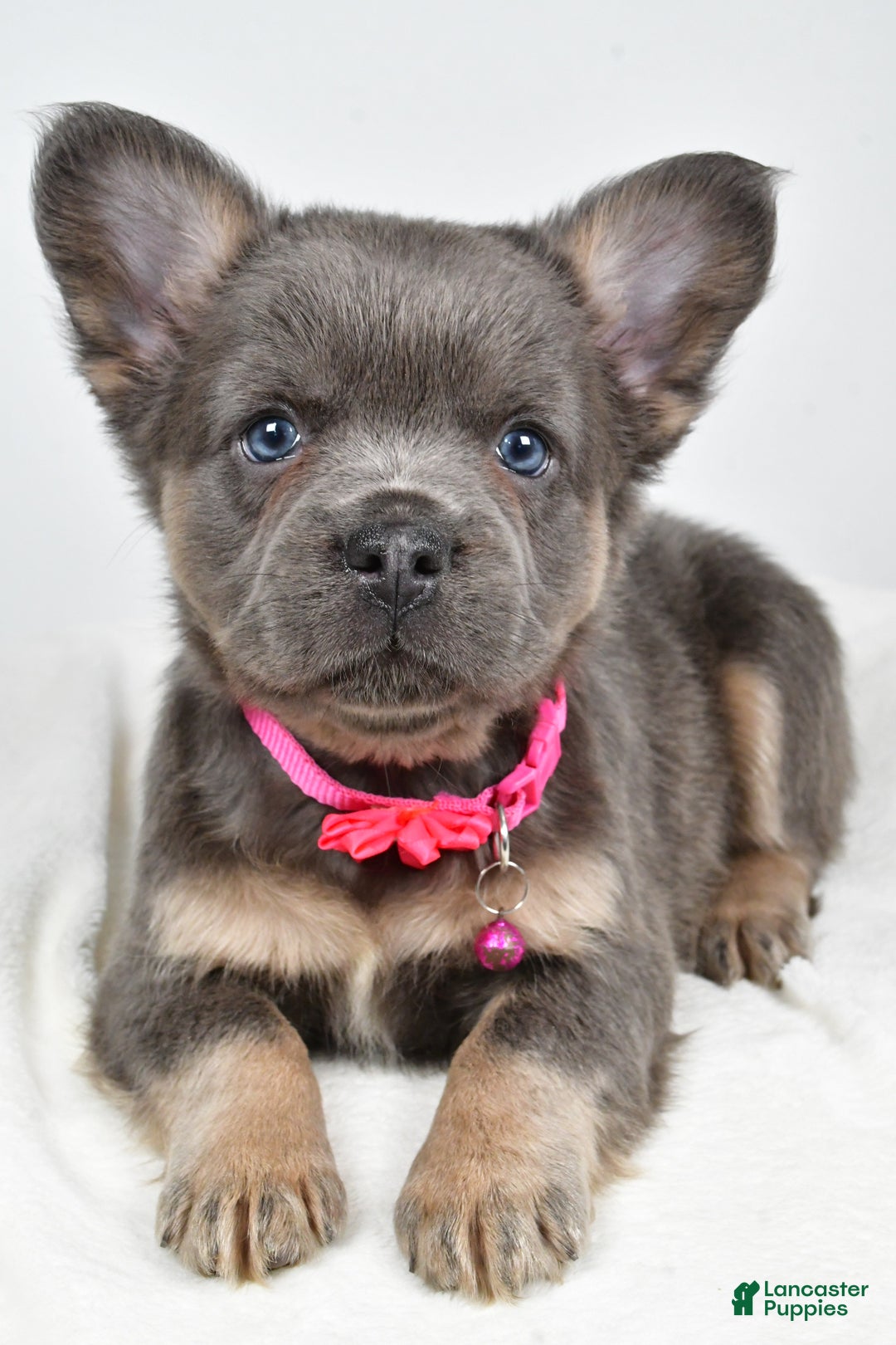 French Bulldog dogs for sale: Brianna - Ad 4