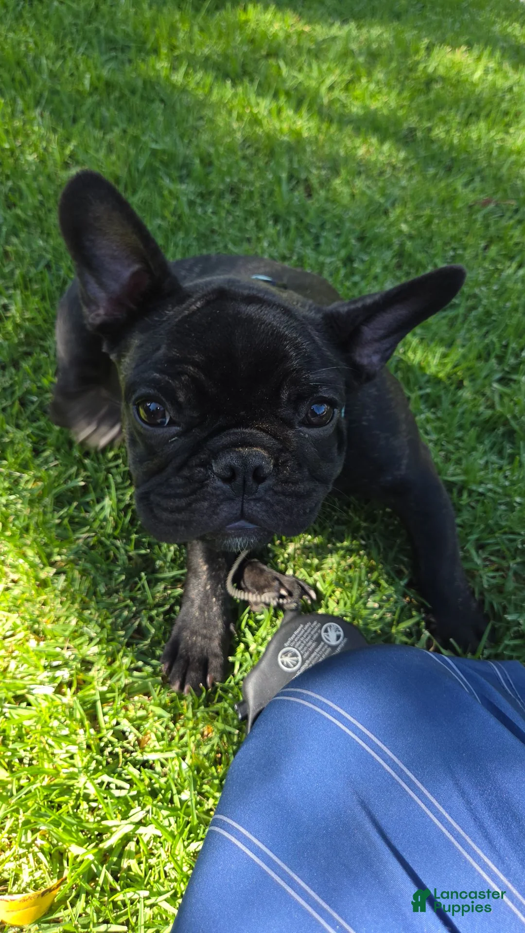 French Bulldog dogs for sale: French Bulldog 1 - Ad 2