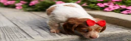 Miniature Dachshund dogs for sale: OSCAR - Ad 10