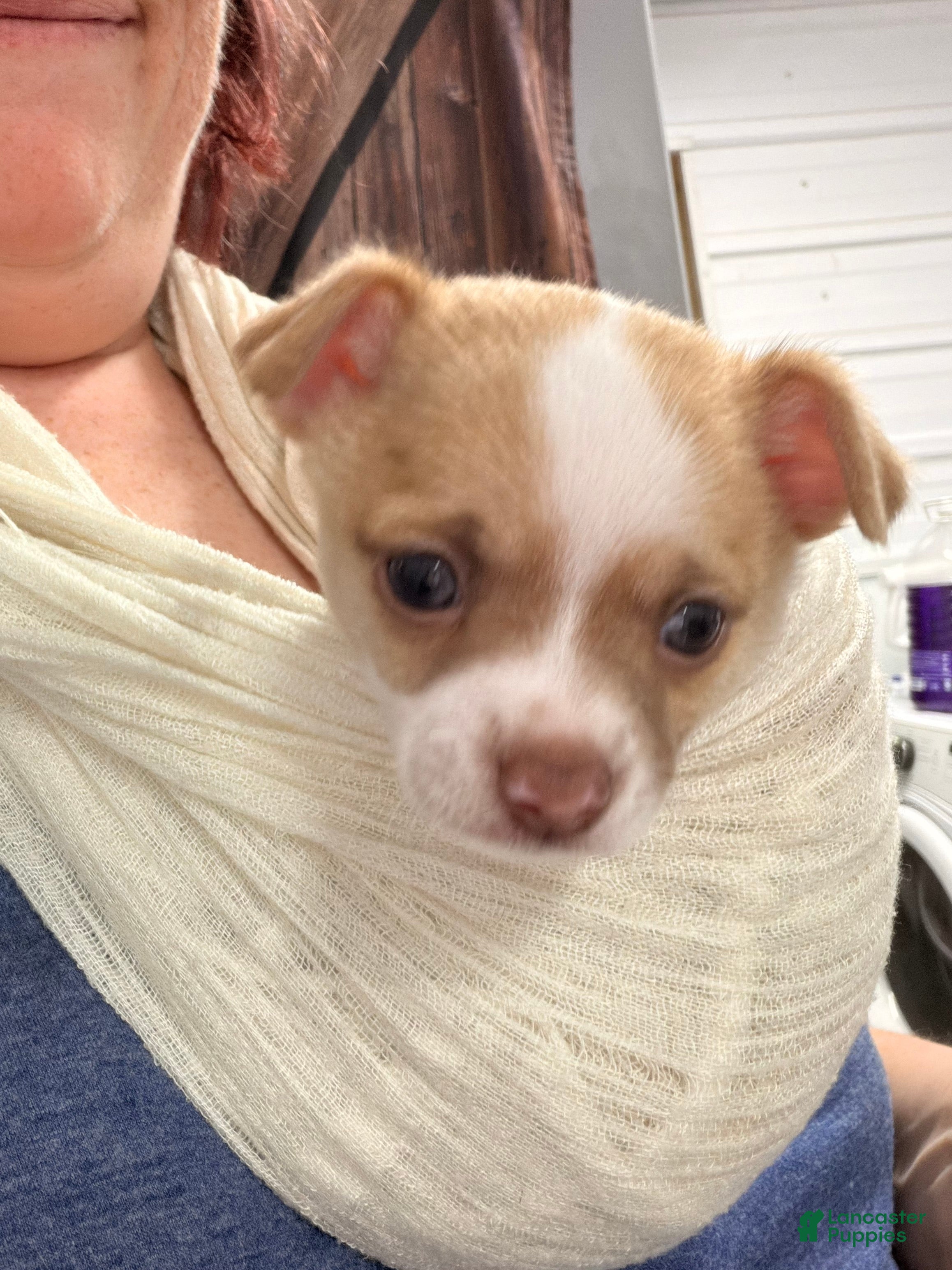 Chihuahua dogs Bruno - Ad 2