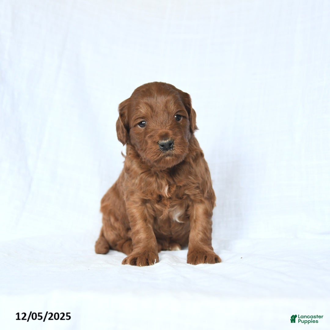 Mini Goldendoodle dogs for sale: Lucas - Ad 2