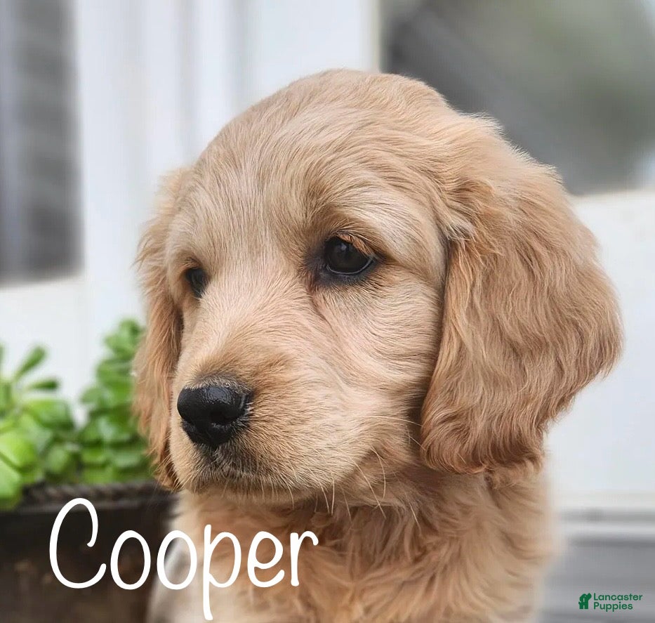 Mixed Breed dogs Cooper - Ad 18