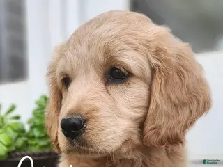 Mixed Breed dogs Cooper - Ad 18