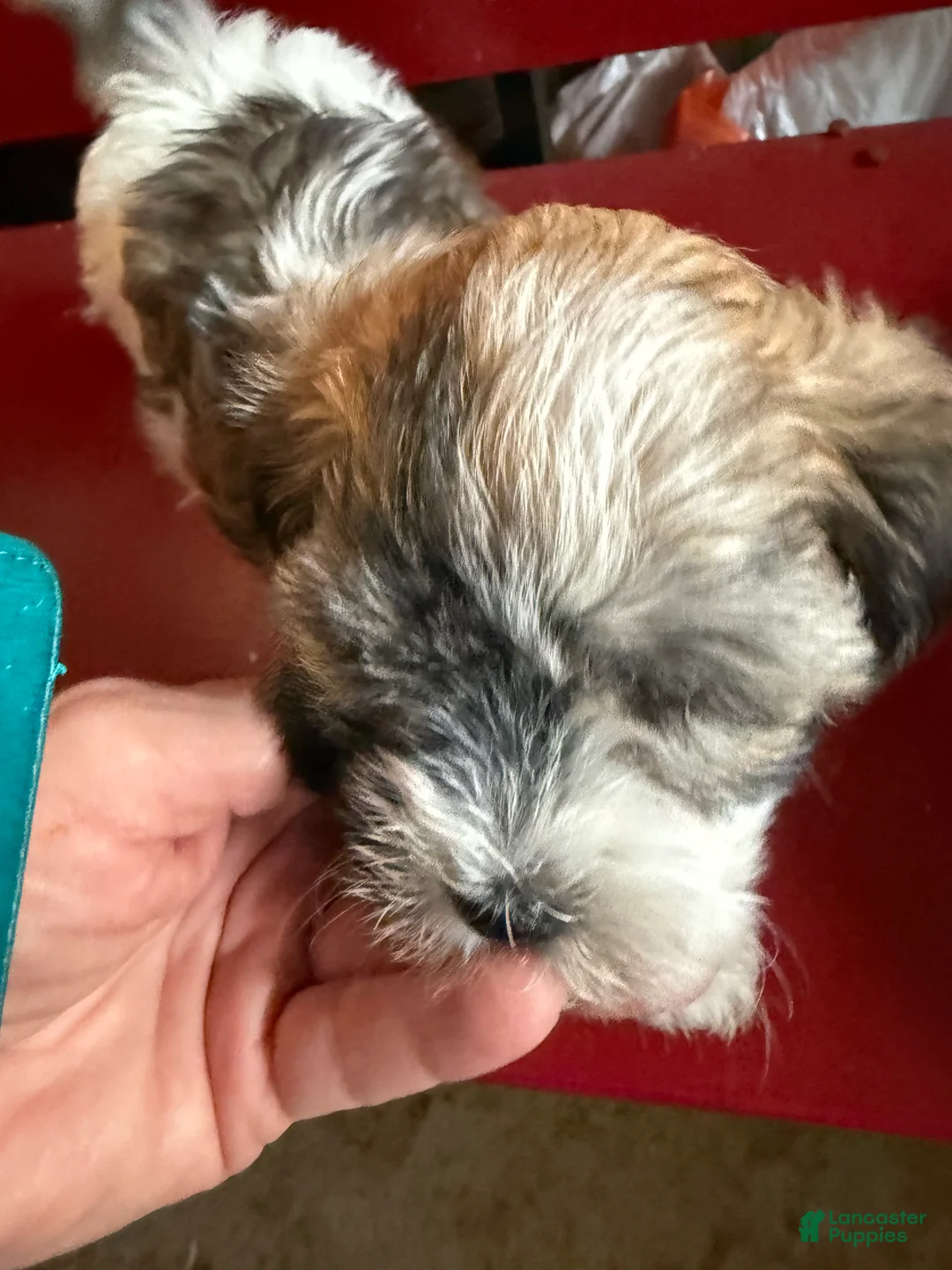 Havanese dogs for sale: Havanese Puppy 2 - Ad 1