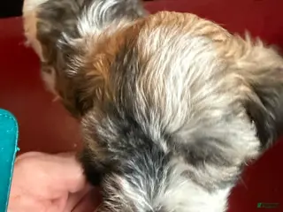 Havanese dogs Havanese Puppy 2 - Ad 14