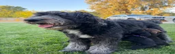Mixed Breed dogs for sale: Doberdoodle 1 - Ad 8