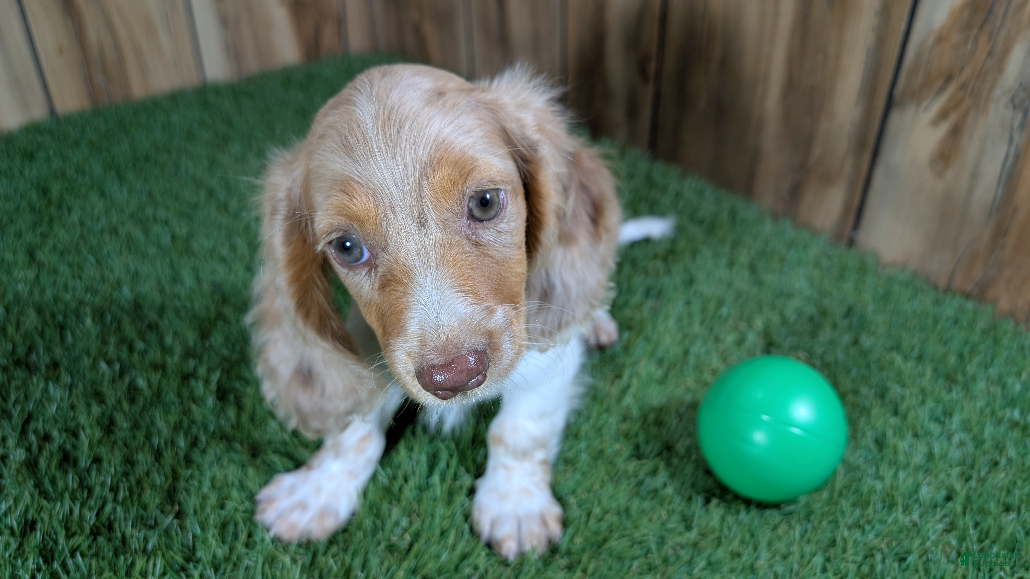 Miniature Dachshund dogs Sweetie Boy 5 - Ad 2