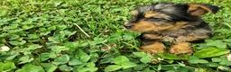 Yorkshire Terrier dogs for sale: Mitzy  - Ad 4